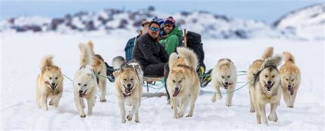 New Study Reveals The Unique, Beautiful Heritage of Inuit Sled Dogs ...