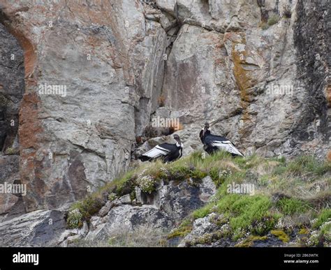 Andean condor nest hi-res stock photography and images - Alamy