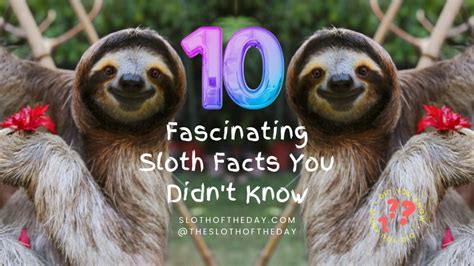 Fascinating Sloth Facts You Did Not Know - Sloth Of The Day