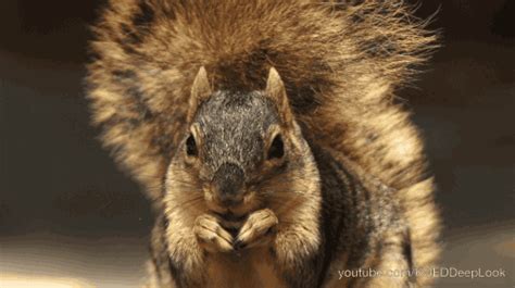 Squirrel-dog GIFs - Get the best GIF on GIPHY