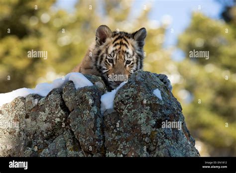 Siberian Tiger Snow Cub High Resolution Stock Photography and Images - Alamy