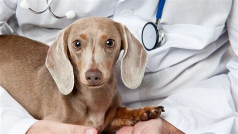 Histiocytoma in Dogs: Symptoms, Causes, & Treatments - DogTime