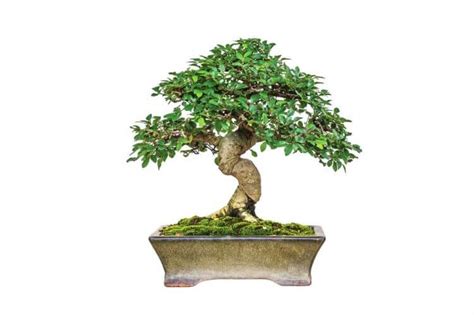 Lou's Bonsai Nursery Good Luck Money Bonsai Tree (Indoors)