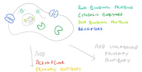 Immunofluorescence Microscopy Protocol and Method Guide - SciGine