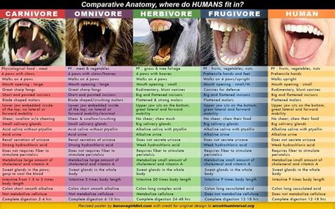 comparative anatomy, where do humans fit in | Omnivore, Carnivores, Why vegan