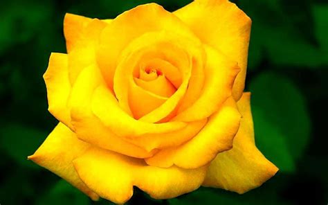 137 Hd Wallpaper Yellow Rose Flower Pictures - MyWeb