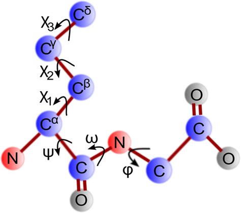 Protein dihedral angle. This figure illustrates different protein ...