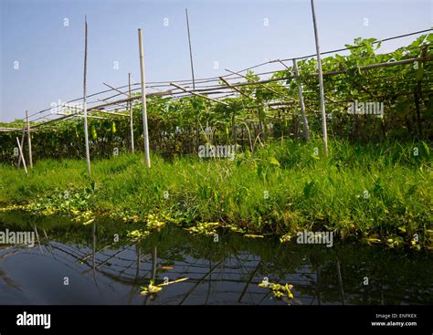 Floating Gardens, Inle Lake, Myanmar Stock Photo - Alamy