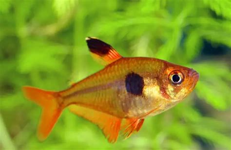 11 Types Of Tetra Fish Breeding Information (With Pictures), 50% OFF