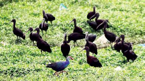 Hebbal Lake: Birds & Birders’ Paradise - Star of Mysore