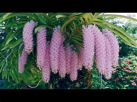 Top 10 Most Beautiful Flowers In The Philippines | Best Flower Site