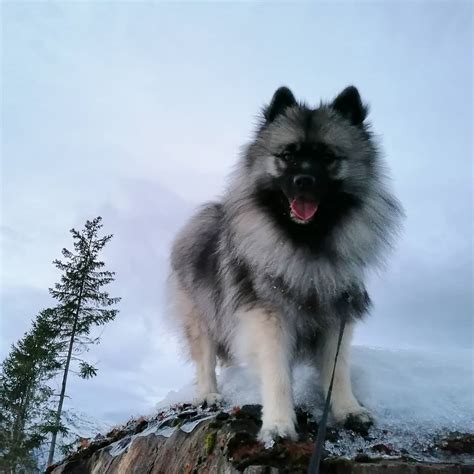 Keeshond Dog - BuzzSharer.com