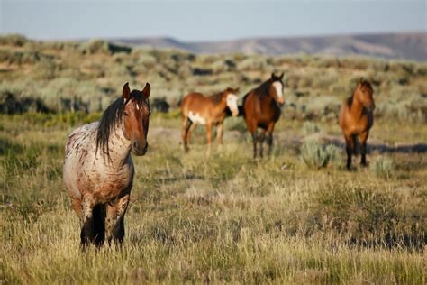 The Wild Mustang Chronicles: THE SOCIAL ORDER OF THE WILD MUSTANGS: THE LEAD STALLION