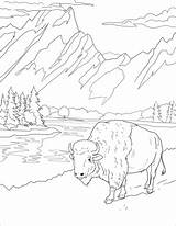 Bison Coloring Page  Free Printable Coloring Pages sketch template