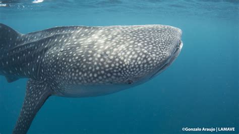 900th whale shark found in the Philippines