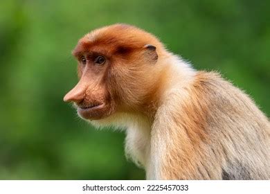 Proboscis Monkey Female: Over 857 Royalty-Free Licensable Stock Photos ...