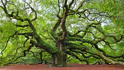 How Tall Do Oak Trees Grow? | Sciencing