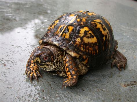 Box turtle - Alchetron, The Free Social Encyclopedia