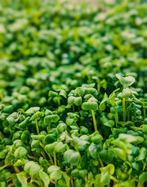 Verdant lush microgreens in summer garden · Free Stock Photo