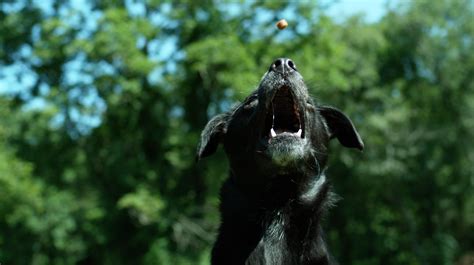 Can Your Dog Catch Treats? - My Fantastic Friend