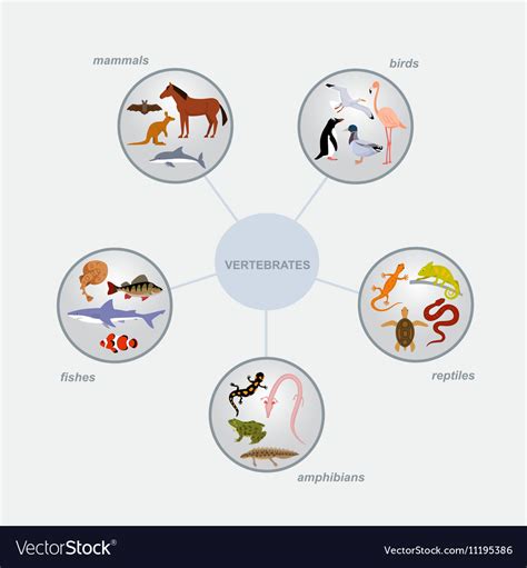 Vertebrates classification infographics Royalty Free Vector