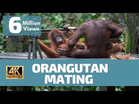 Orangutan Mating No Rules - Rare Footage | Orangutan, Filmmaking, Rare