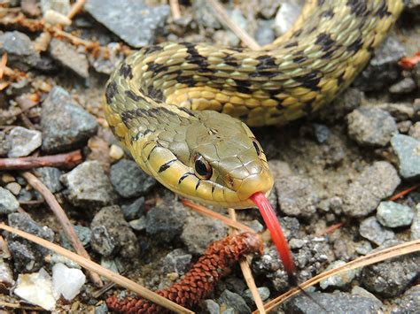 Maryland Biodiversity Project - Common Gartersnake (Thamnophis sirtalis)