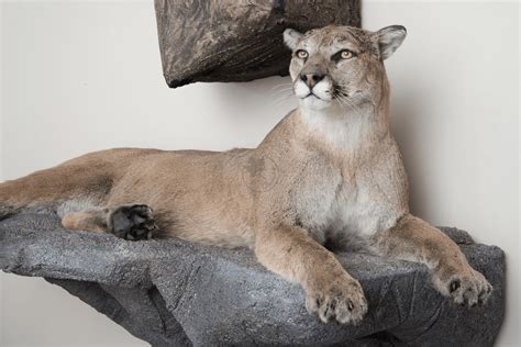 Cougar Wildlife Mounts – FurCanada