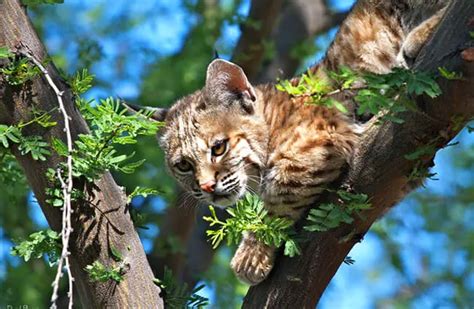 Bobcat - Description, Habitat, Image, Diet, and Interesting Facts