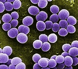 INFECTIOUS DISEASE: Coccus or spherical shaped bacteria