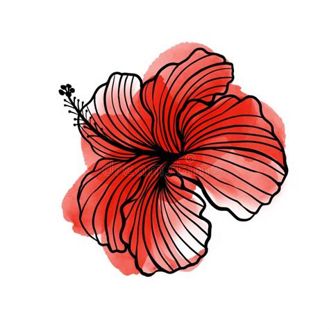 Hand Drawn Vector of Red Hibiscus Flower Stock Vector - Illustration of abstract, element: 219200759