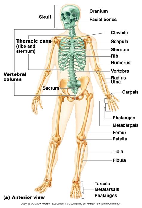 Pin on Anatomy