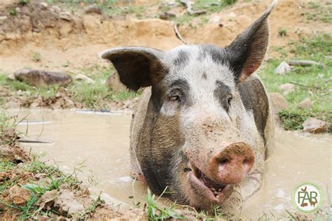 Farm Animal Rescue - Animal Sanctuary|Queensland