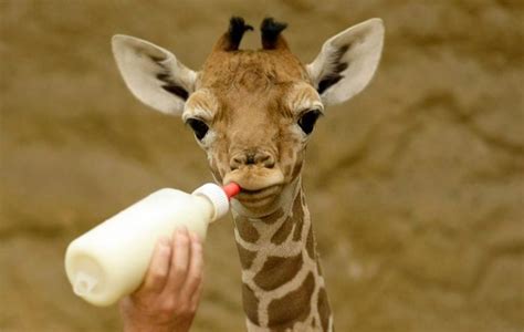 Pour la première fois, un bébé girafe est né au zoo d'Amnéville