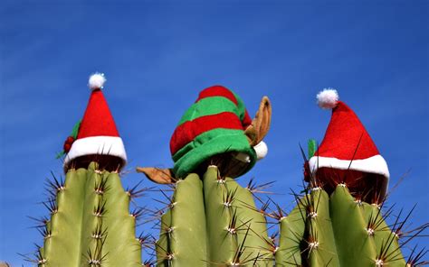 Cactus Christmas Holiday - Free photo on Pixabay - Pixabay