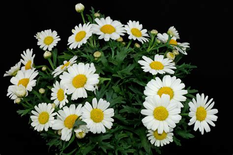 Argyranthemum frutescens