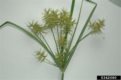 Yellow Nutsedge Seed