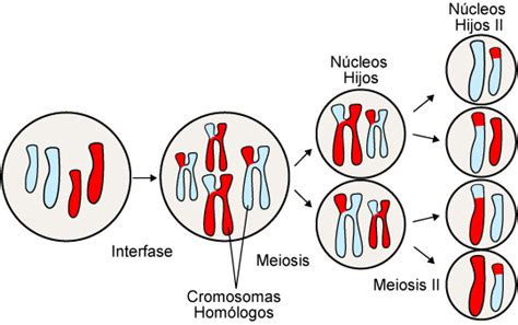 División Celular - Mitosis y Meiosis | Ask A Biologist