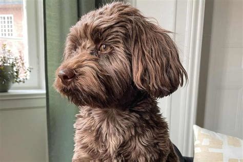 All About The Chocolate Havanese – Are They Healthy? Color And Pattern Possibilities