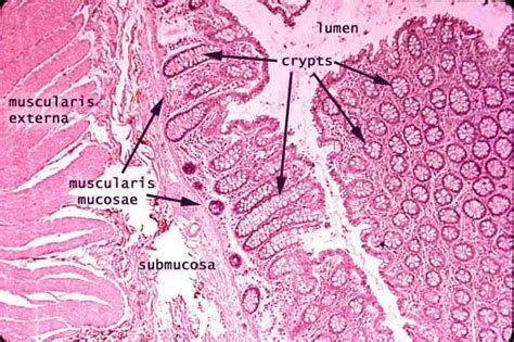 Histology at SIU