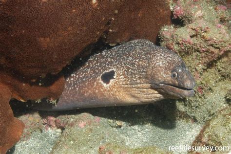 Muraena clepsydra - Hourglass Moray | ReefLifeSurvey.com