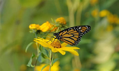Free picture: insect, Monarch, butterfly, yellow flower
