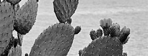 The Amazing Benefits of Nopal Cactus - Puristry