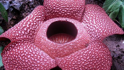 Mengenal Bunga Rafflesia, Bunga Raksasa yang Ada di Sumatera - TIMES Indonesia