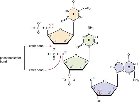Phosphodiester Bond