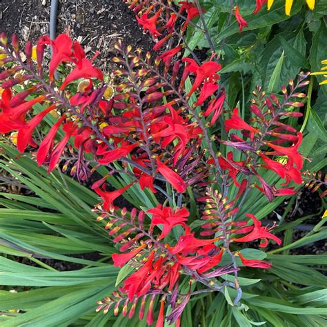 Crocosmia 'Diablito™' - Montbretia (4.5" Pot) | Little Prince To Go