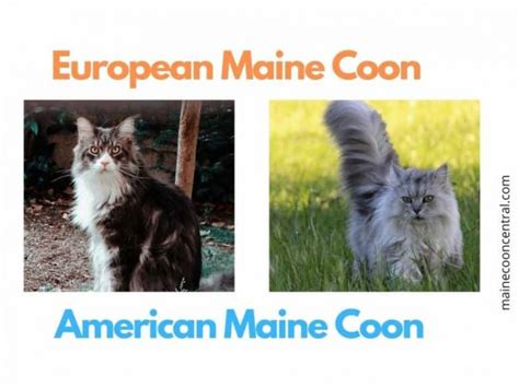 7 Mr. ViVo Maine Coon Facts – Maine Coon Central