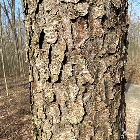 Prunus serotina #3 (Wild Black Cherry) - Scioto Gardens Nursery