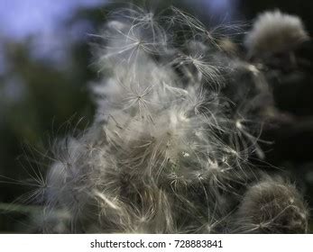 300 Canada Thistle Seeds Royalty-Free Photos and Stock Images ...