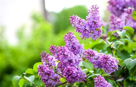 Lilac Plant: How to Grow and Care for Lilac - Garden Lovers Club